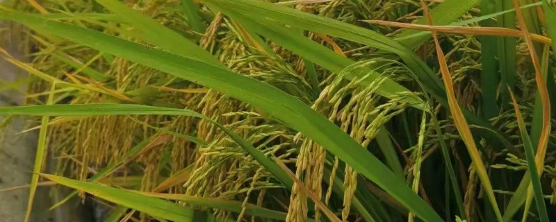 水稻的各个施肥时期，分为基肥、分蘖肥、穗肥等