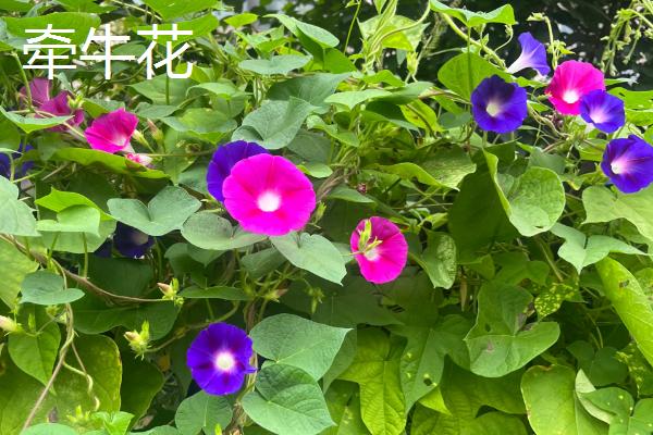 哪些花的花语是坚持，有风雨花、牵牛花等