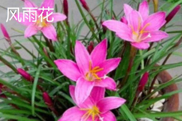 哪些花的花语是坚持，有风雨花、牵牛花等