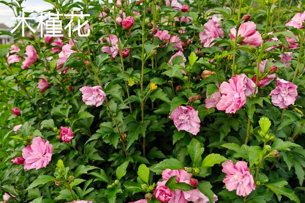 哪些花的花语是坚持，有风雨花、牵牛花等