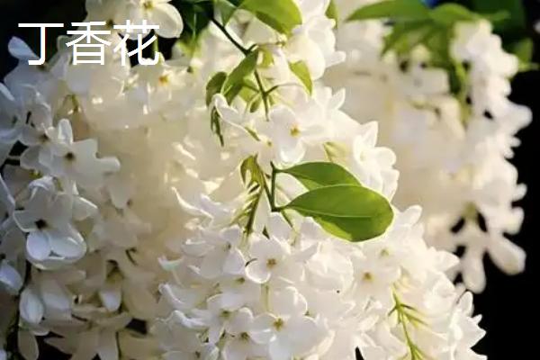 哪些花的花语是坚持，有风雨花、牵牛花等