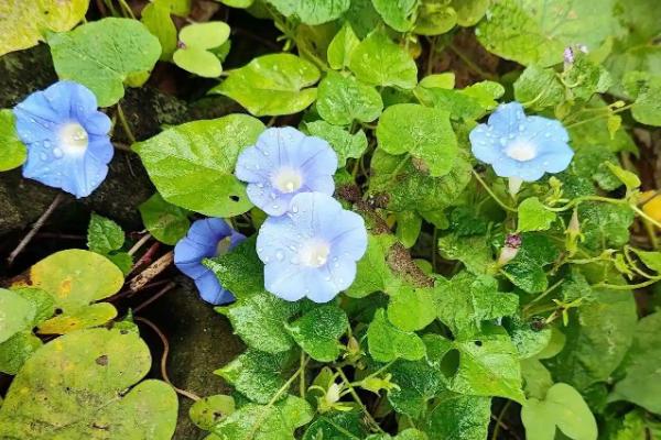 哪些花的花语是坚持，有风雨花、牵牛花等