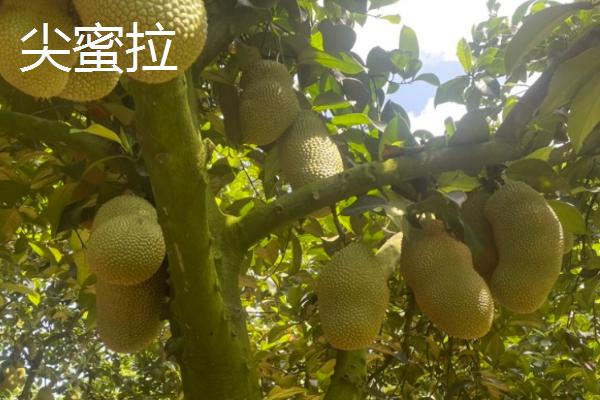 菠萝蜜的产地，我国广东、海南等地都有种植