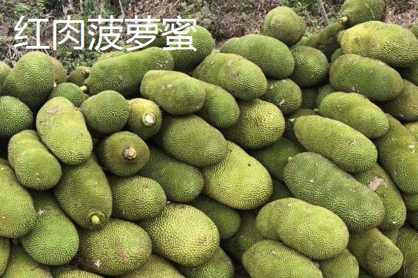 菠萝蜜的产地，我国广东、海南等地都有种植