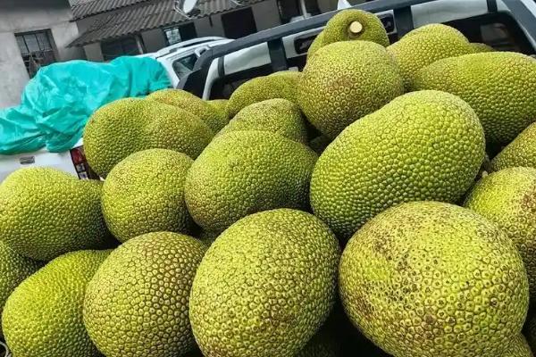 菠萝蜜的产地，我国广东、海南等地都有种植
