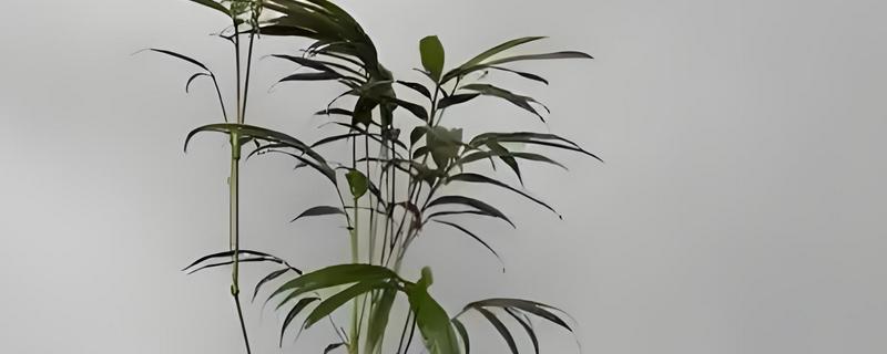 勒竹的盆景养殖方法，要遵循薄肥勤施的原则
