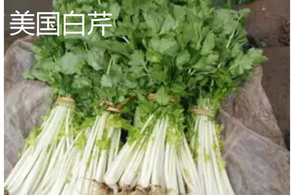 西芹的育苗管理技巧，要用好荫障进行育苗