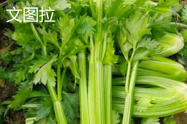 西芹的育苗管理技巧，要用好荫障进行育苗