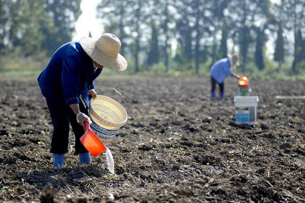水稻的各个施肥时期，分为基肥、分蘖肥、穗肥等