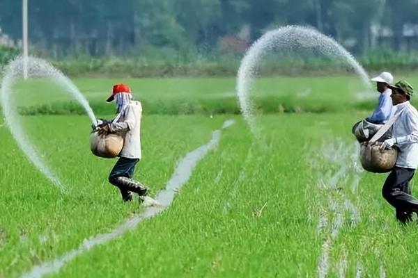 水稻的各个施肥时期，分为基肥、分蘖肥、穗肥等