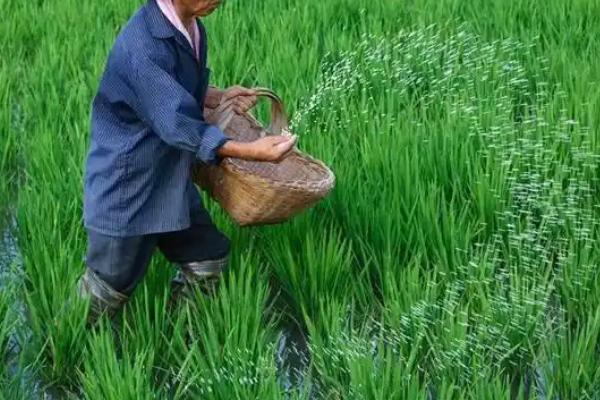 水稻的各个施肥时期，分为基肥、分蘖肥、穗肥等