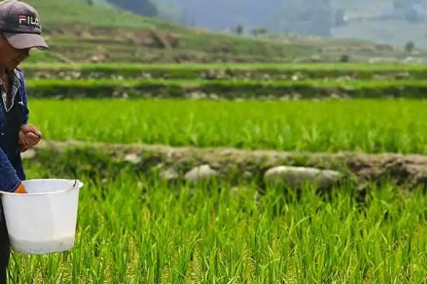 水稻的各个施肥时期，分为基肥、分蘖肥、穗肥等