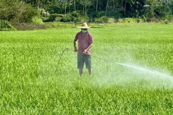 水稻的各个施肥时期，分为基肥、分蘖肥、穗肥等