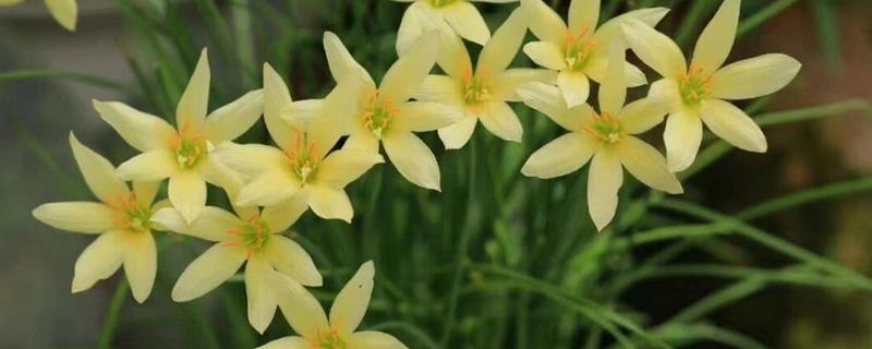 哪些花的花语是坚持，有风雨花、牵牛花等