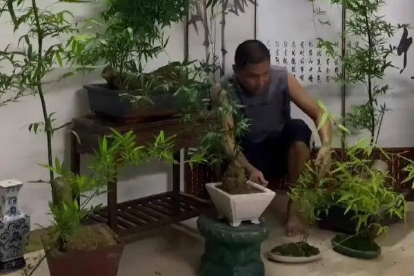 勒竹的盆景养殖方法，要遵循薄肥勤施的原则