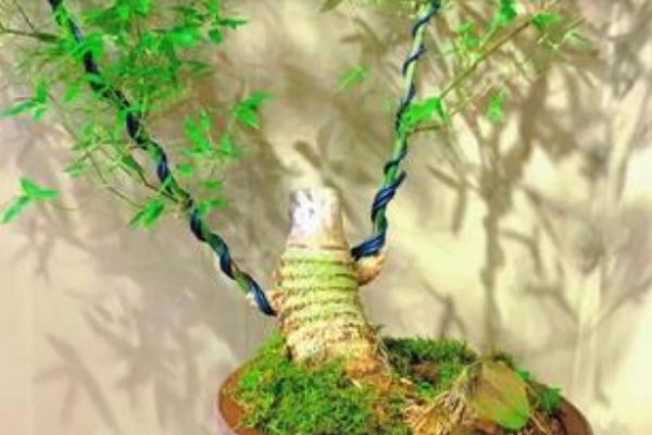 勒竹的盆景养殖方法，要遵循薄肥勤施的原则