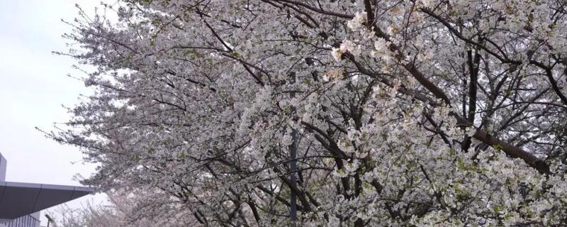 樱花的花语，寓意纯洁、淡薄等