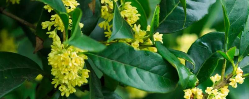 哪些花卉在秋天开放，常见桂花、菊花、木槿等品种