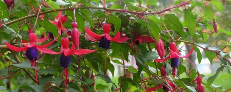 倒挂金钟的养殖方法，提供半荫蔽的生长环境为佳