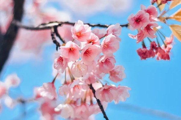 樱花的花语，寓意纯洁、淡薄等