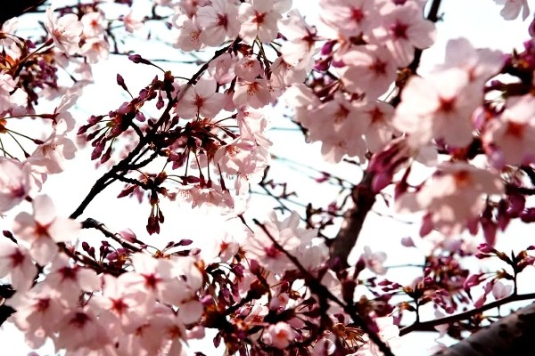 樱花的花语，寓意纯洁、淡薄等