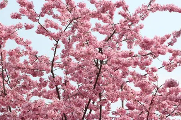 樱花的花语，寓意纯洁、淡薄等