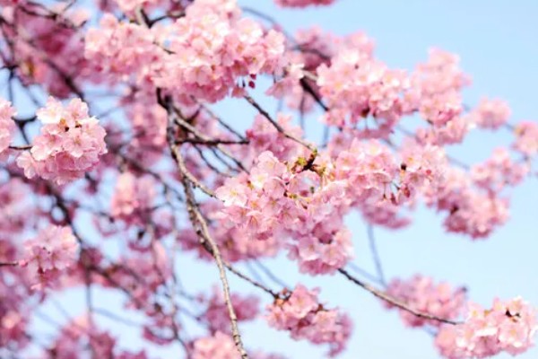 樱花的花语，寓意纯洁、淡薄等