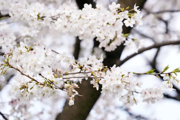 樱花的花语，寓意纯洁、淡薄等