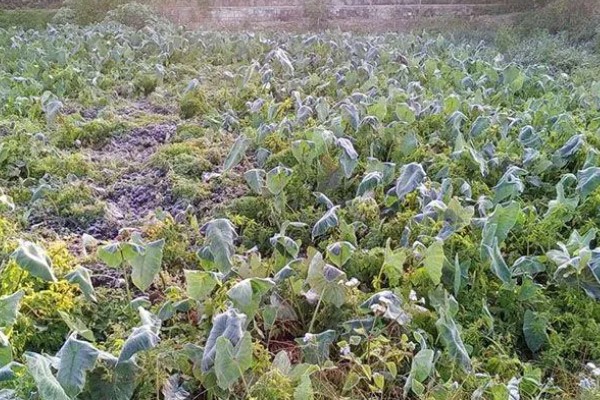 油菜杆为什么会开裂，可能是天气干旱、缺硼、温度过低等原因引起