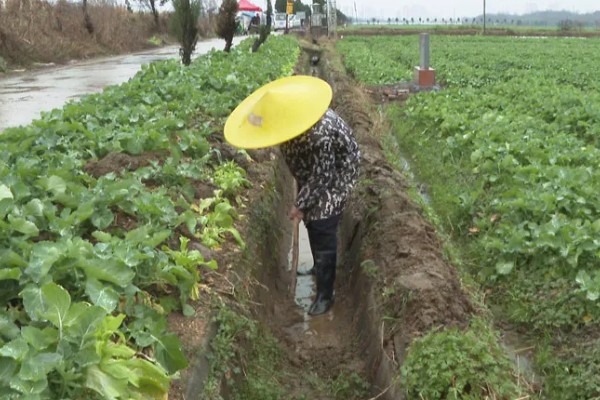 油菜杆为什么会开裂，可能是天气干旱、缺硼、温度过低等原因引起
