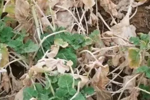 油菜杆为什么会开裂，可能是天气干旱、缺硼、温度过低等原因引起