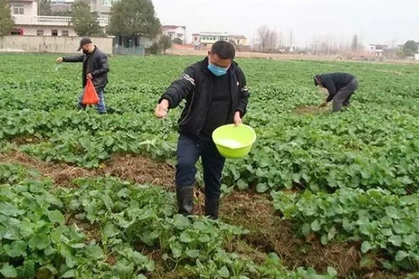 油菜杆为什么会开裂，可能是天气干旱、缺硼、温度过低等原因引起