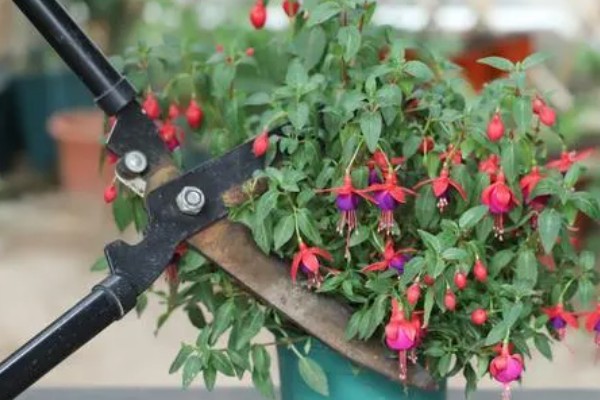 倒挂金钟的养殖方法，提供半荫蔽的生长环境为佳