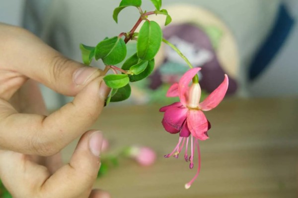 倒挂金钟的养殖方法，提供半荫蔽的生长环境为佳