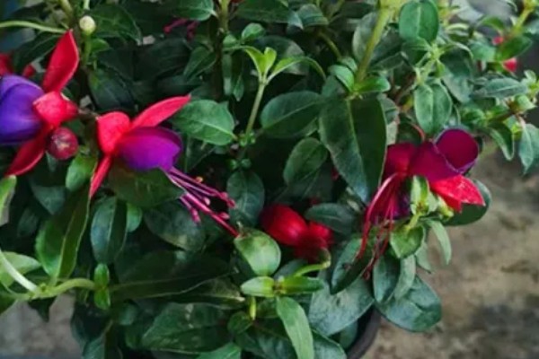 倒挂金钟的养殖方法，提供半荫蔽的生长环境为佳