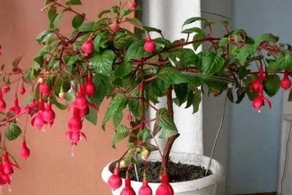 倒挂金钟的养殖方法，提供半荫蔽的生长环境为佳