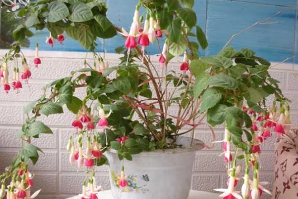 倒挂金钟的养殖方法，提供半荫蔽的生长环境为佳