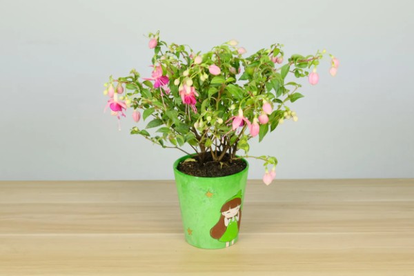 倒挂金钟的养殖方法，提供半荫蔽的生长环境为佳