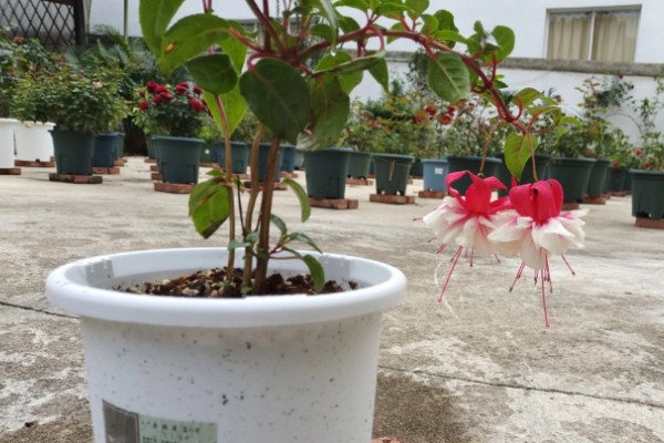 倒挂金钟的养殖方法，提供半荫蔽的生长环境为佳