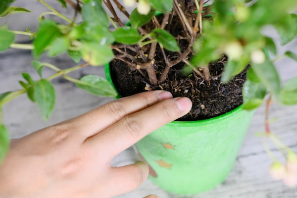 倒挂金钟的养殖方法，提供半荫蔽的生长环境为佳