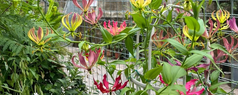 种植嘉兰的要点，花期增施磷钾肥可促进花朵开放