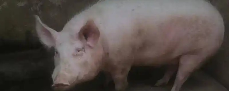 猪在什么温度下会怕冷，温度降至5℃时会感到寒冷