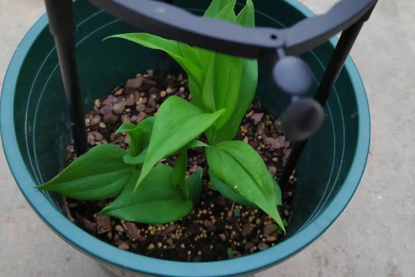 种植嘉兰的要点，花期增施磷钾肥可促进花朵开放