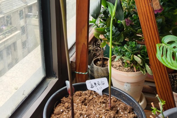 种植嘉兰的要点，花期增施磷钾肥可促进花朵开放