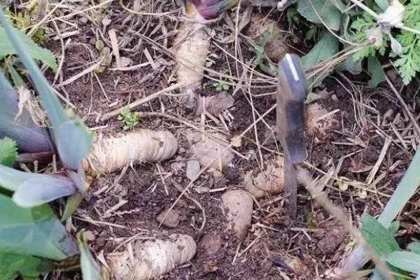 种植嘉兰的要点，花期增施磷钾肥可促进花朵开放
