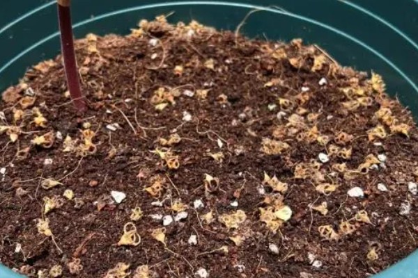 种植嘉兰的要点，花期增施磷钾肥可促进花朵开放