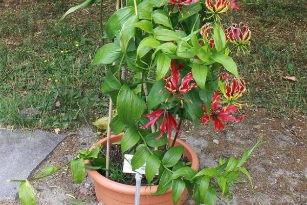 种植嘉兰的要点，花期增施磷钾肥可促进花朵开放