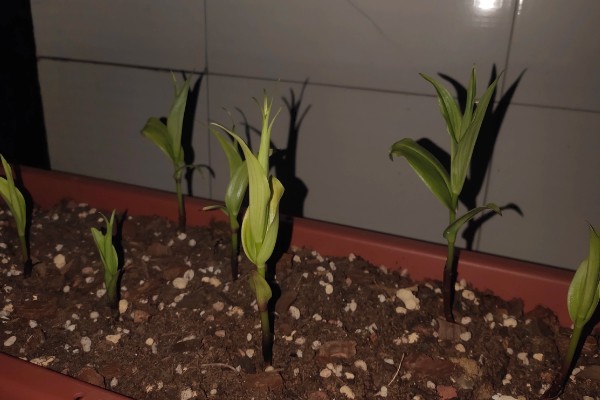 种植嘉兰的要点，花期增施磷钾肥可促进花朵开放