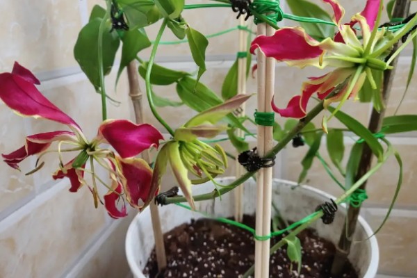 种植嘉兰的要点，花期增施磷钾肥可促进花朵开放