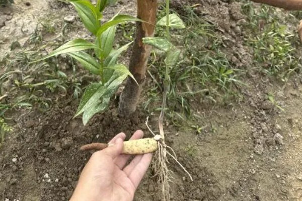 种植嘉兰的要点，花期增施磷钾肥可促进花朵开放